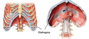 diafragma